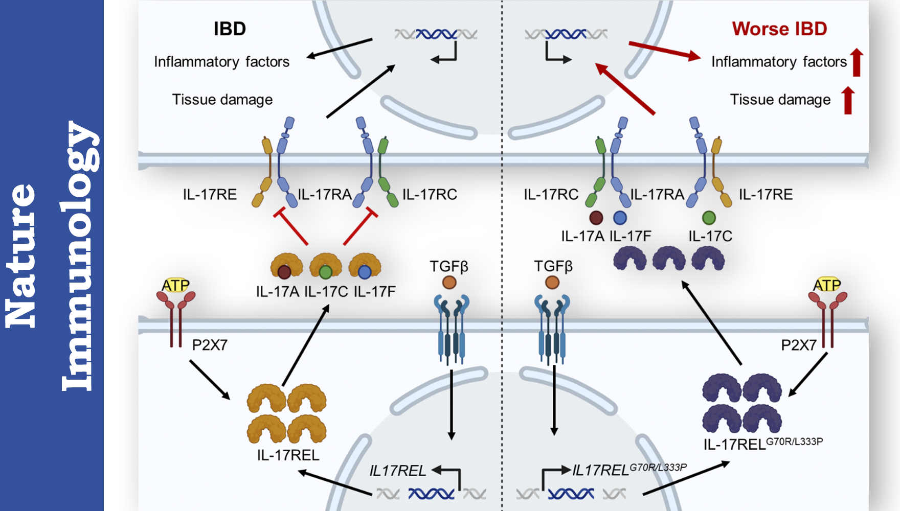 營養(yǎng)與健康所錢友存研究組揭示天然“誘餌受體”治療炎癥性腸病新機(jī)制